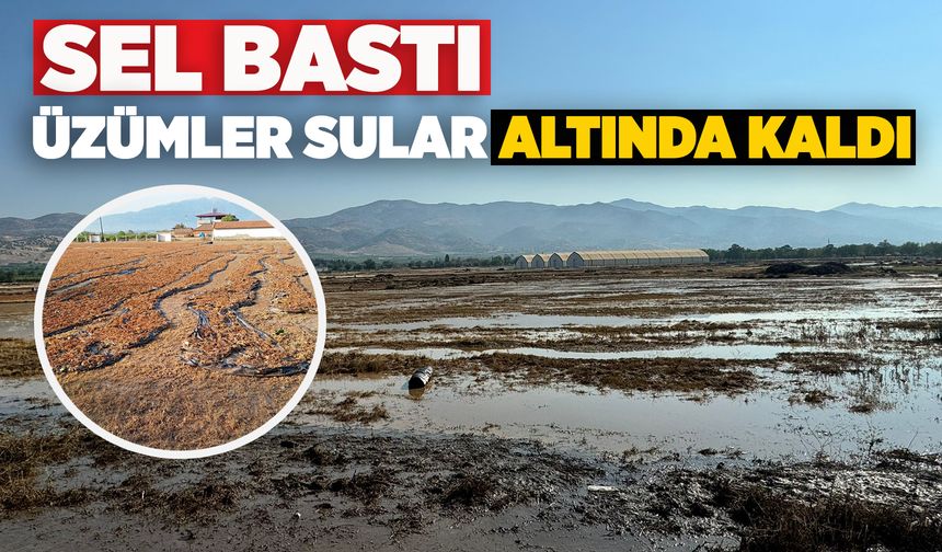 Manisa'da dere taştı, üzümler sular altında kaldı