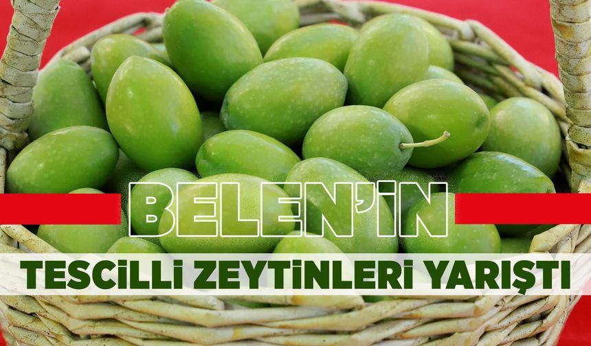 Saruhanlı’nın tescilli zeytinleri yarıştı