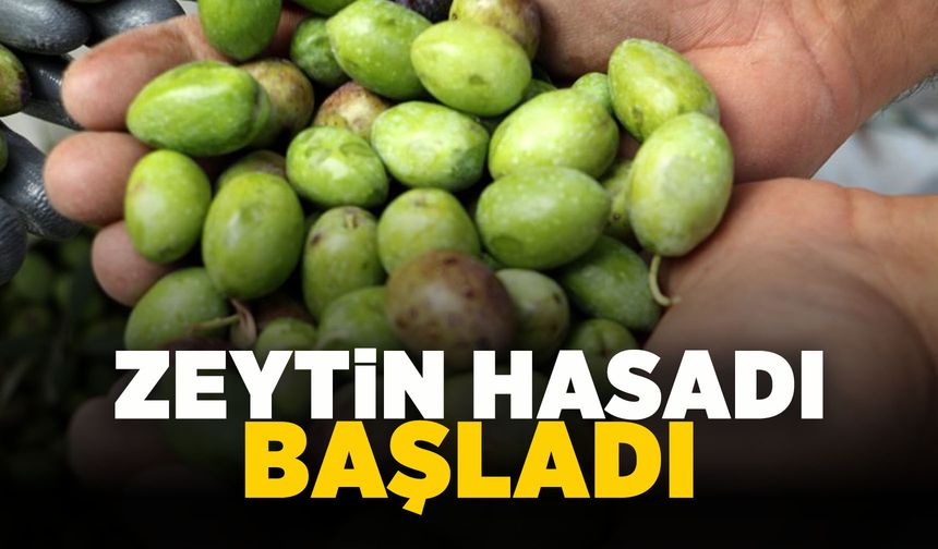 Sarıgöl'de zeytin hasadı başladı