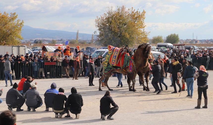 Saruhanlı'da deve güreşleri festivaline büyük ilgi