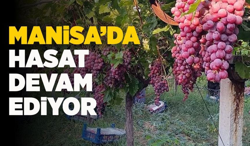 Manisa'da üzüm hasadı devam ediyor