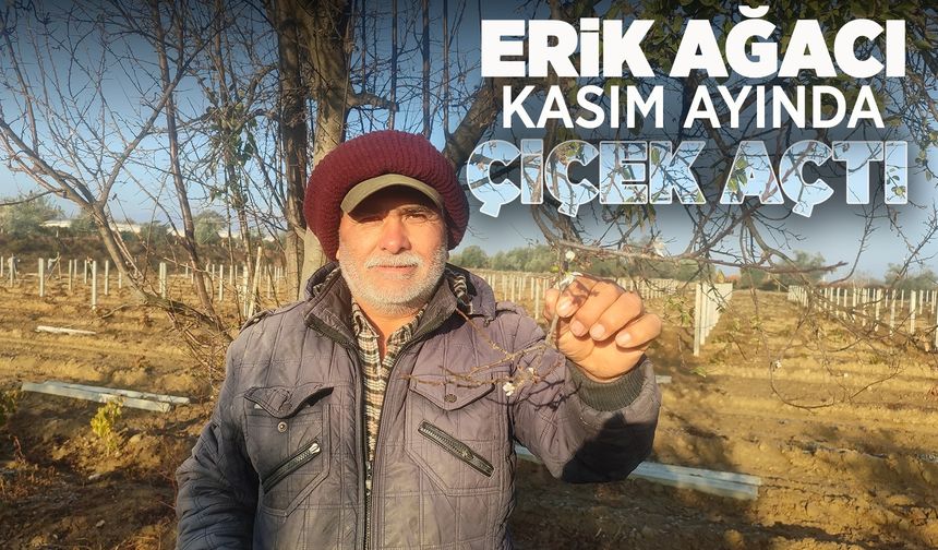 Manisa'da erik ağacı 2. kez çiçek açtı