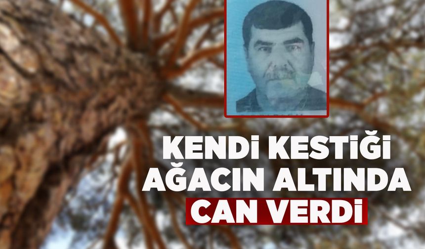 Manisa'da bir kişi kestiği ağacın altında kaldı