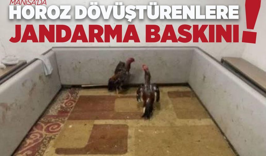 Manisa'da horoz dövüşüne suçüstü
