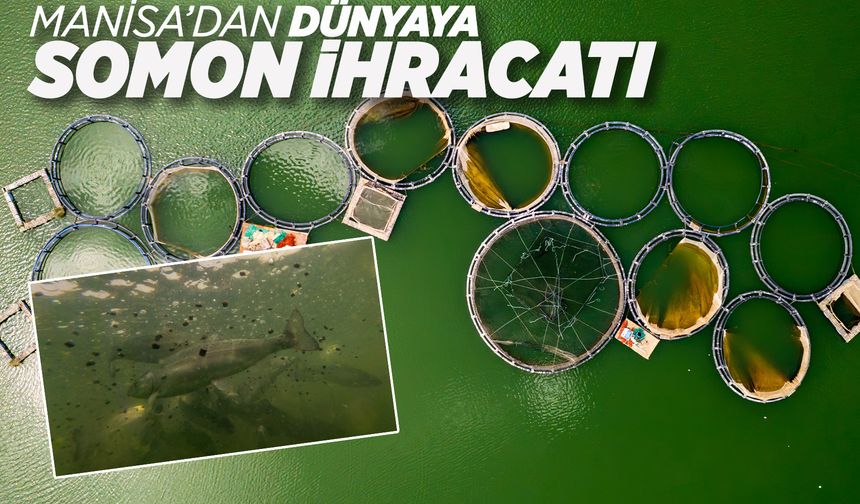 Denizi olmayan Manisa'dan dünyaya somon ihracatı
