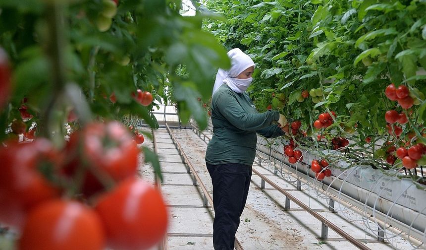 Türkiye'nin jeotermal sera alanı büyüyebilir