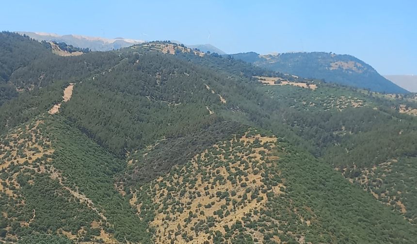 Manisa'daki orman yangını 2 saatte söndürüldü