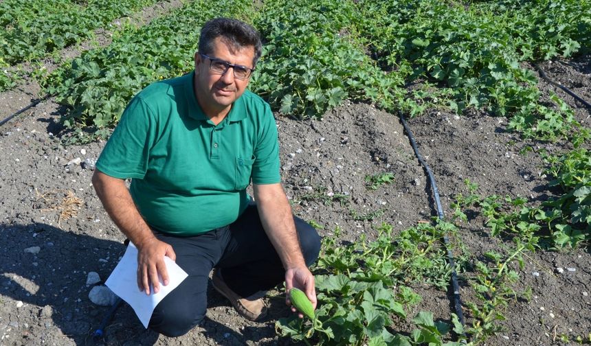 Kırkağaç Kavunu tohumları toprakla buluştu