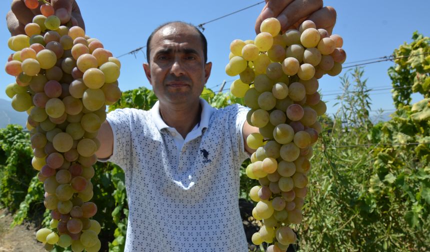 Manisa'da çilek üzümü hasadı