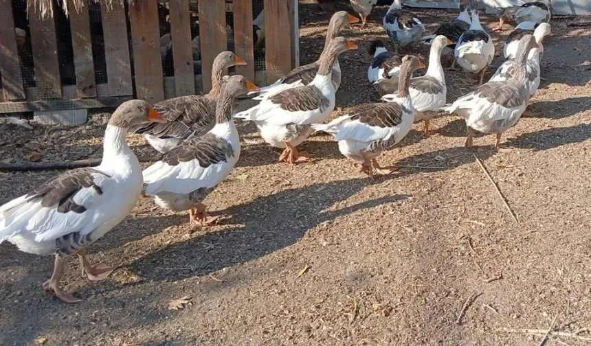 Balıkesir'de kümese kapatılan kazlara şartlı tahliye