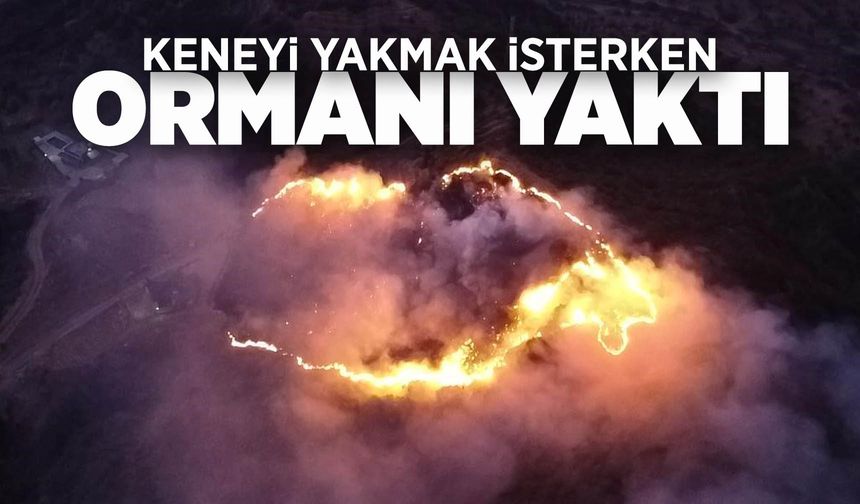 Manisa'da bir kişi keneyi yakmak isterken ormanı yaktı