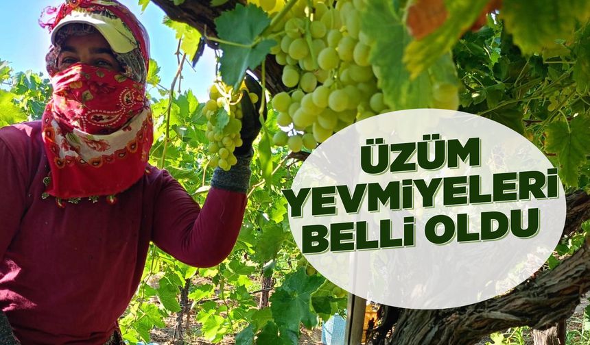 Manisa'da üzüm yevmiyeleri belli oldu