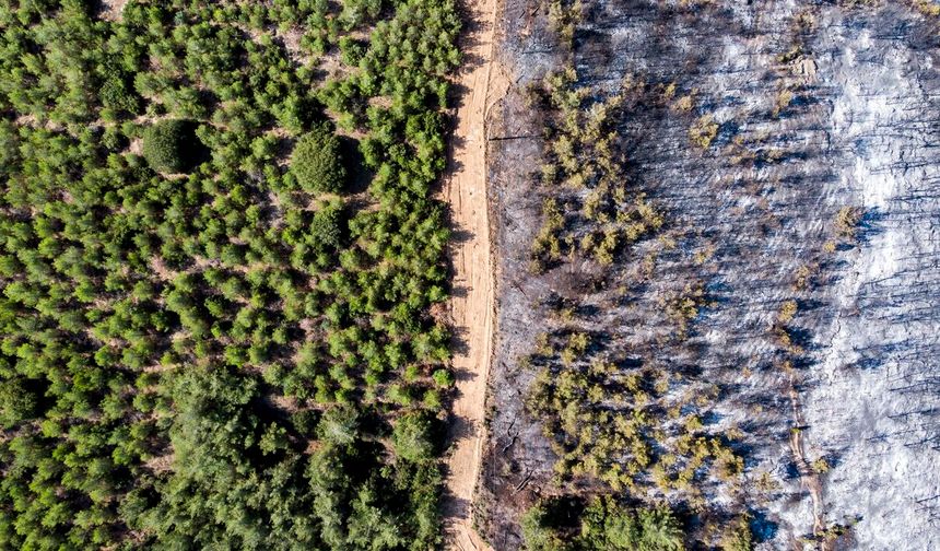 Manisa'da yanan ormanlar imara açılacak mı?
