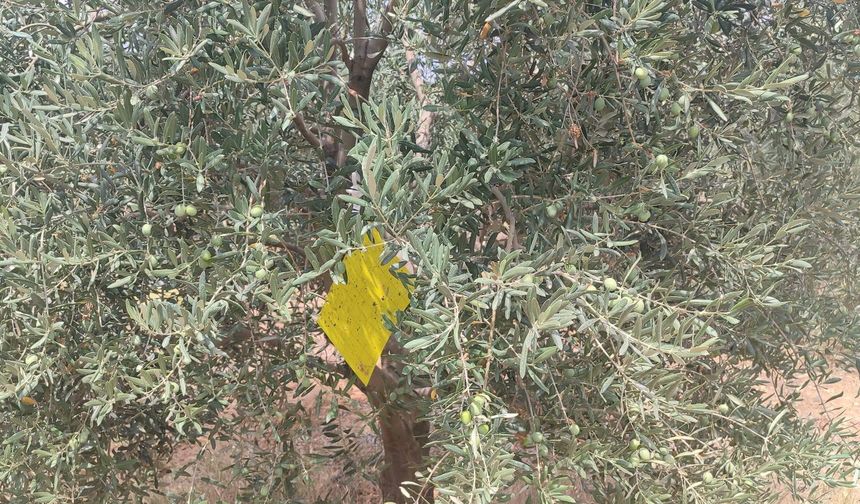Manisa’da zeytin sineğine karşı ilaçlama çağrısı