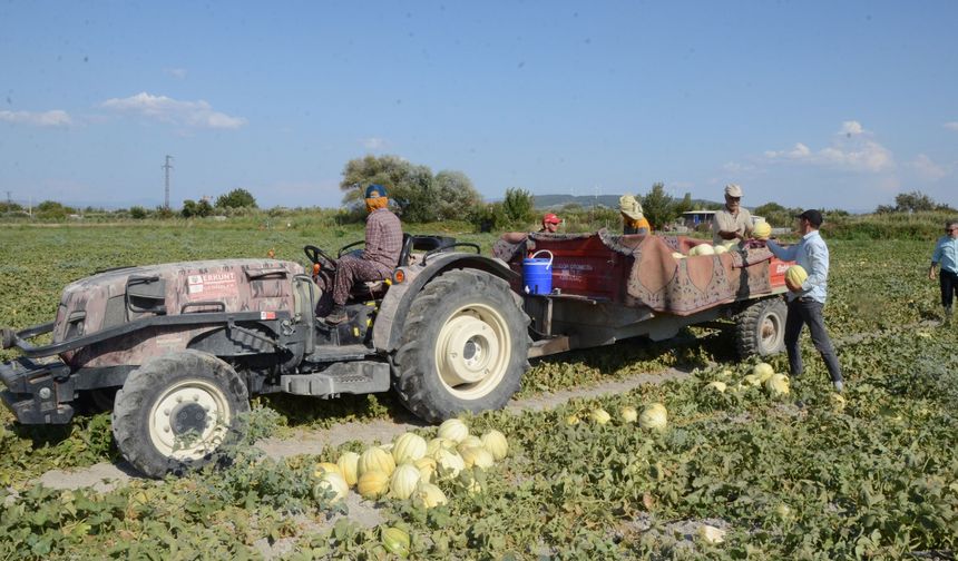 Kırkağaç kavununda hasat zamanı