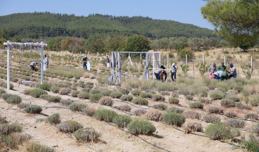 Yunusemre'de lavanta hasadı yapıldı