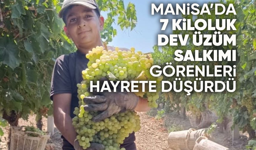 Manisa'da 7 kiloluk üzüm salkımı