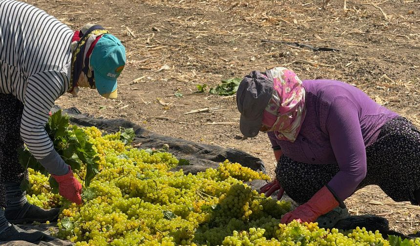 TARİŞ'in üzüm fiyatına Başkan İksir'den tepki