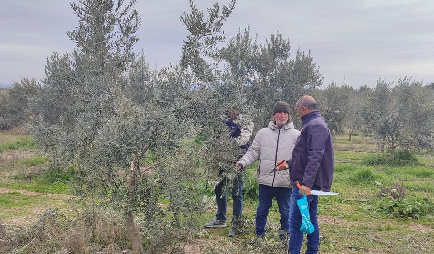 Manisa'da zeytin budama kursu başlıyor