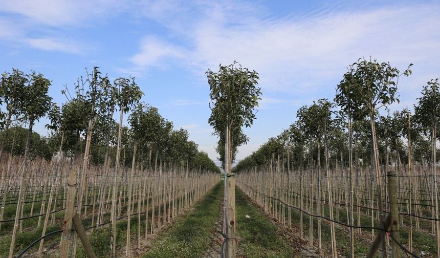 Muradiye Orman Çiftliği'nde 4 milyon fidan üretimi yapıldı