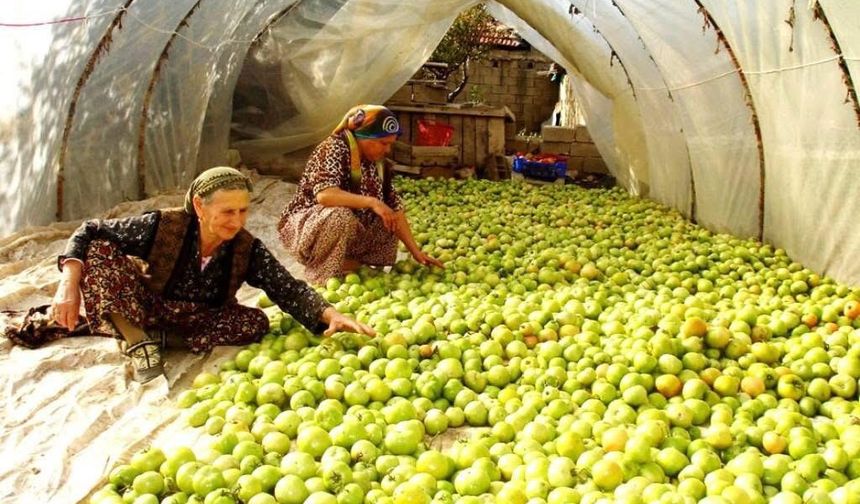 Manisalı çiftçilerden sezonun son domates hasadı