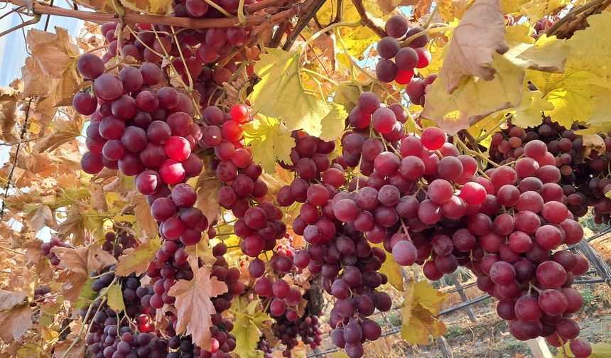 Yeni yılın üzümleri Manisa'dan yola çıkıyor