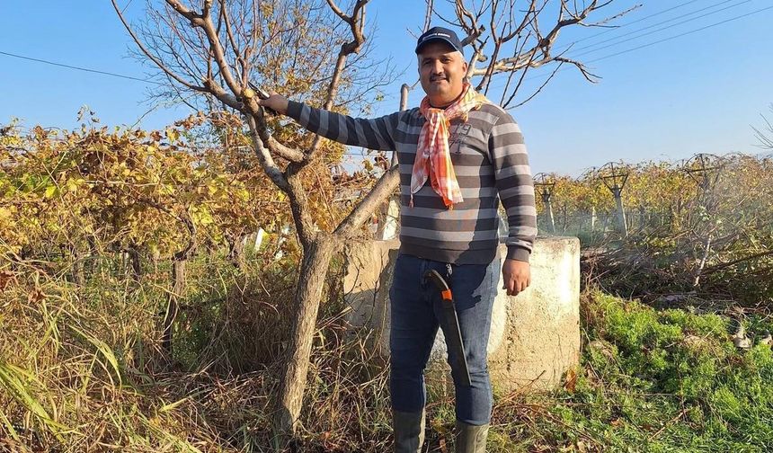 Manisalı çiftçilerden kış mesaisi