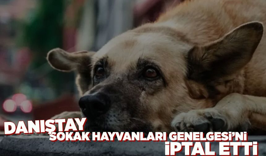 Sokak hayvanları için yargı “dur” dedi