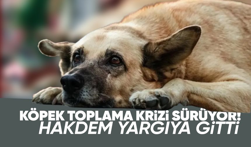 Manisa'da sokak hayvanları krizi yargıya taşındı