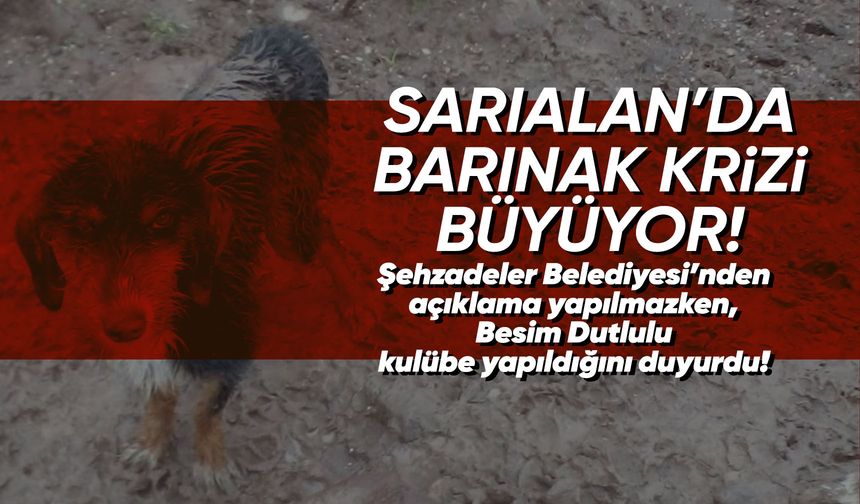 Sarıalan’daki köpekler için Besim Başkan harekete geçti