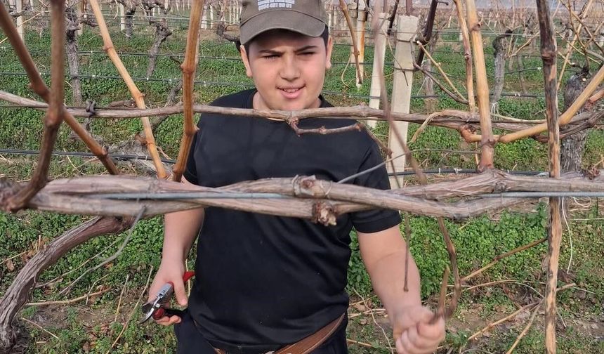 Yağmurların ardından Manisalı çiftçiler bağlara koştu