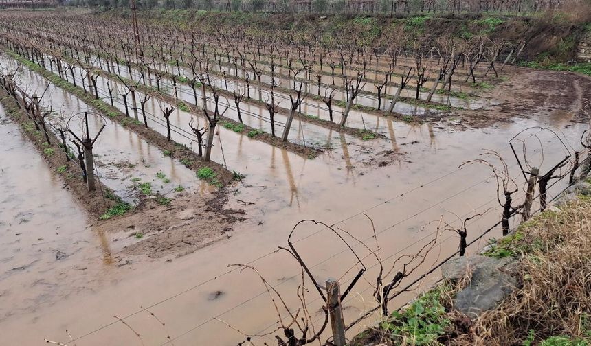 Sarıgöl'de bereketli yağmurlar yüzleri güldürdü