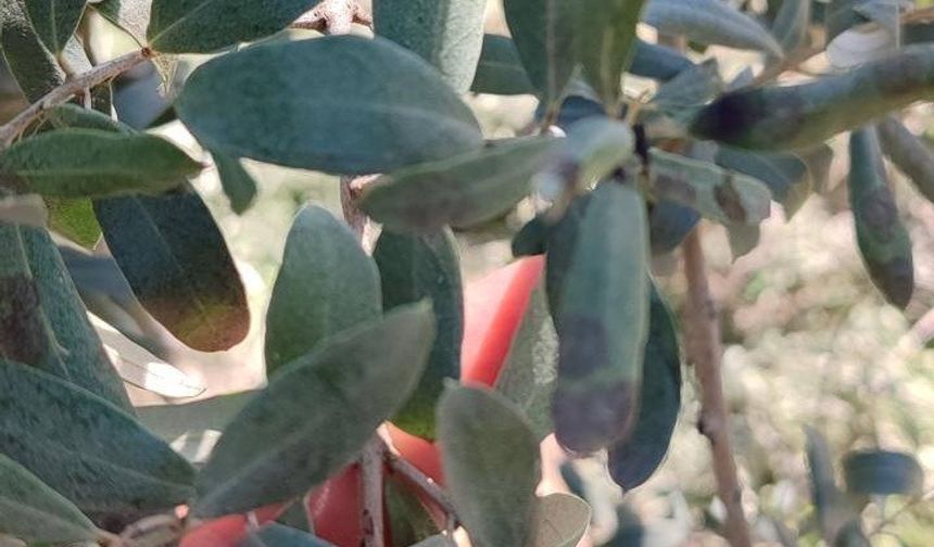 Manisa'da zeytin üreticilerine halkalı leke uyarısı