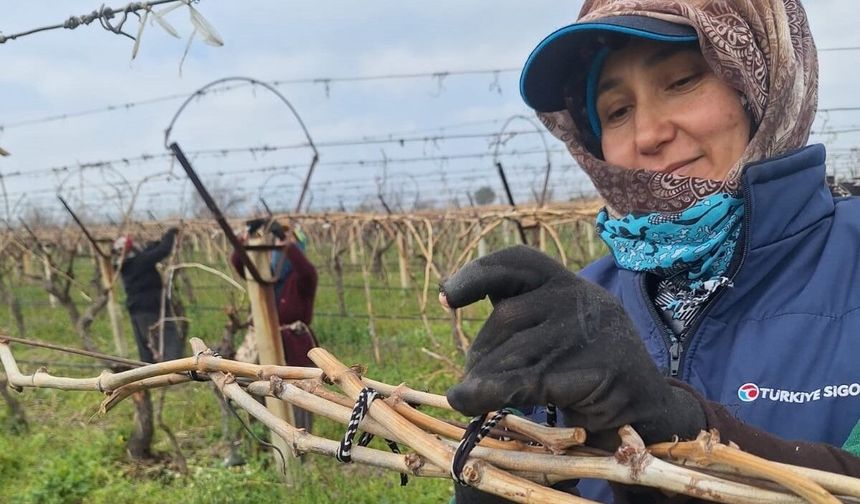 Sarıgöl Ovası'nda budama işlemi devam ediyor