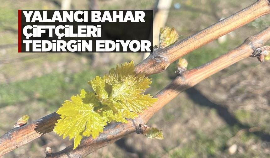 Manisa'da sıcaklıkların mevsim normallerin üzerinde seyretmesiyle bağlar uyandı