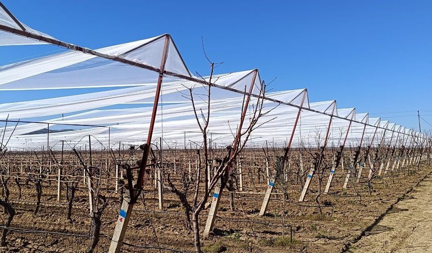 Sarıgöl'de üzüm bağları doluya karşı fileyle korunuyor