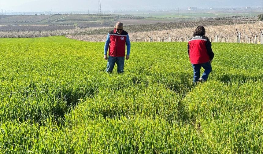 Manisa’da buğday üreticilerine ‘Septorya’ uyarısı