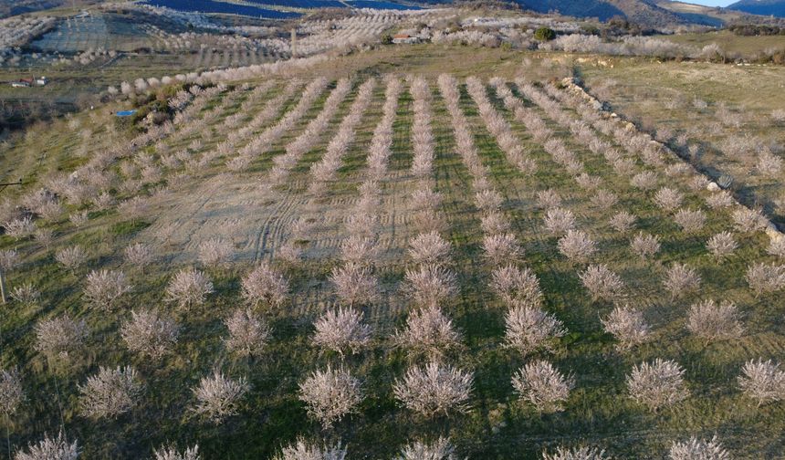 Manisa'da görsel şölen: Kiraz ve badem ağaçları çiçek açtı