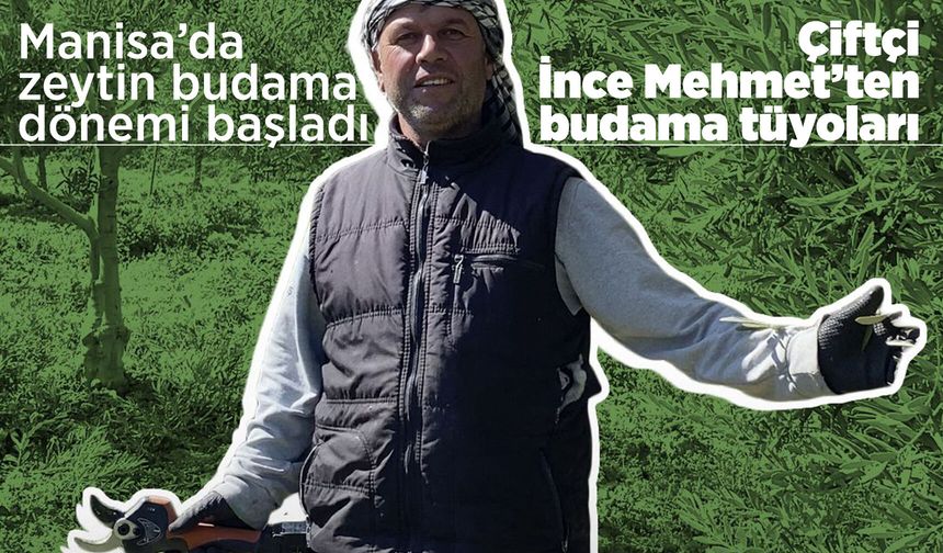 Manisalı çiftçiden zeytin üreticilerine budama tavsiyeleri