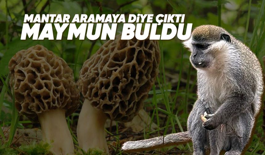 Mantar aramak için gittiği ormanda maymun buldu