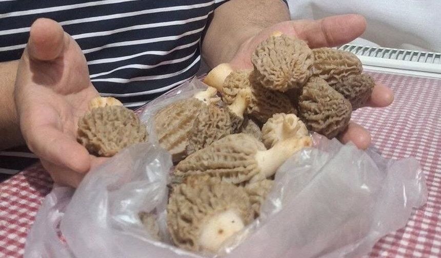 Manisa'da kuzu göbeği sezonu açıldı