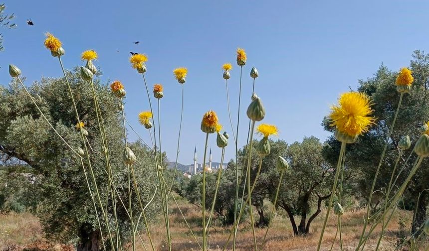 Endemik tür risk altında! Tülüşah bitkisi korunamıyor