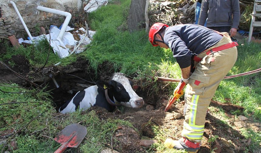 Manisa'da kuyuya düşen inek kurtarıldı