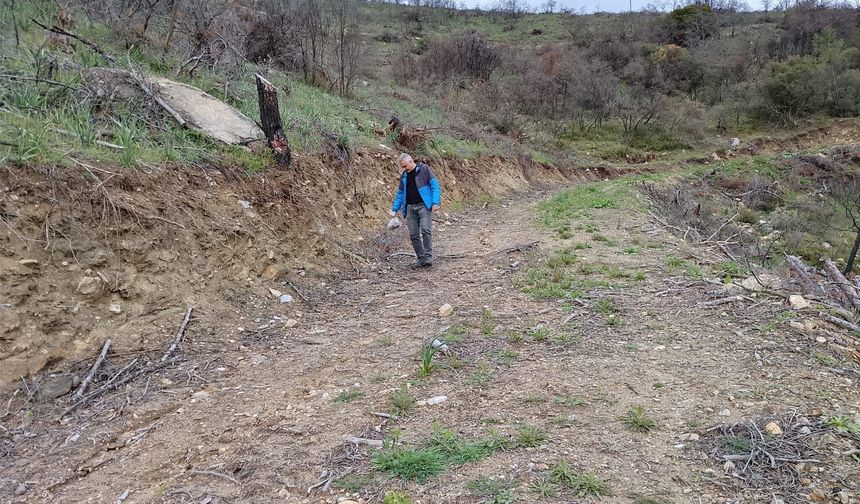 Manisa'da mantarseverler kuzu göbeği avına çıktı