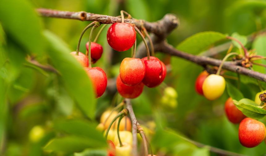 Kuzey yarımkürenin ilk kirazı Manisa'da 6 bin TL'ye satıldı