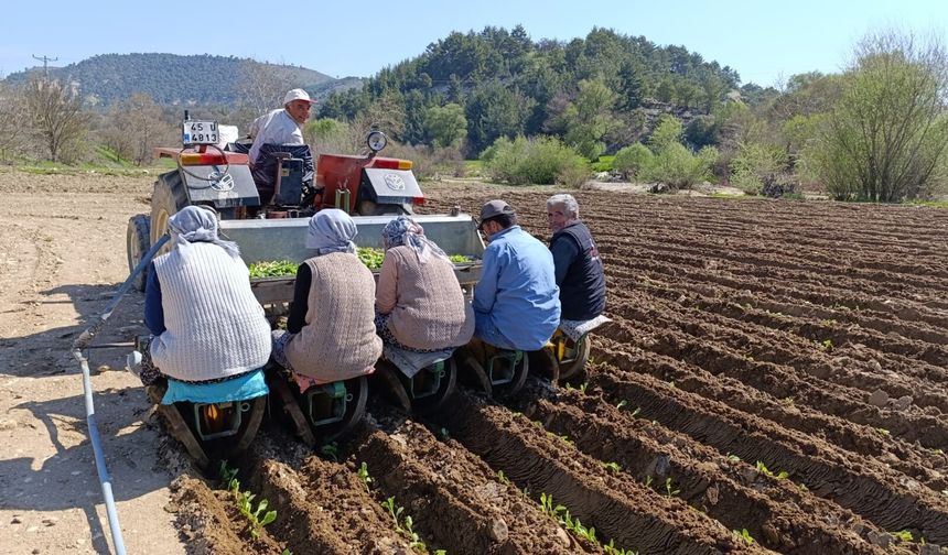 Manisa'da tarım işçisi yevmiyesi 1400 TL oldu