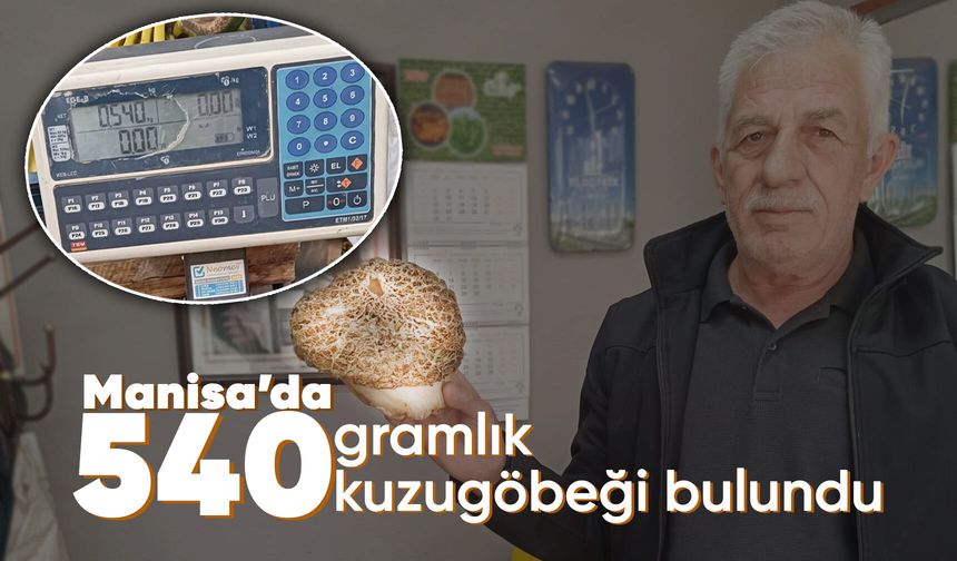 Manisa’da 540 gram dev kuzugöbeği bulundu
