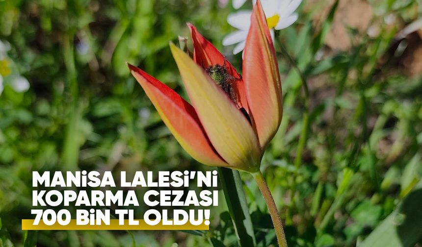 Manisa Lalesi'ni koparma bedeli 700  bin TL!