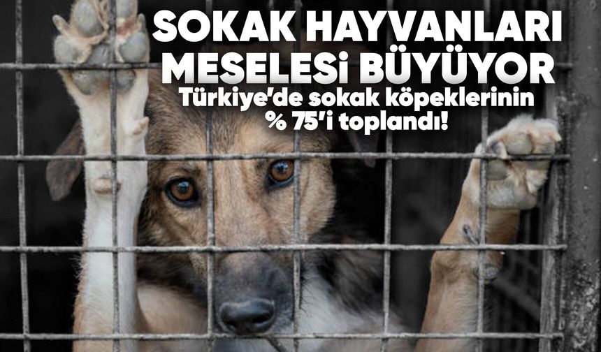 Sokak hayvanlarının yüzde 75'i toplandı! Tartışma büyüyor