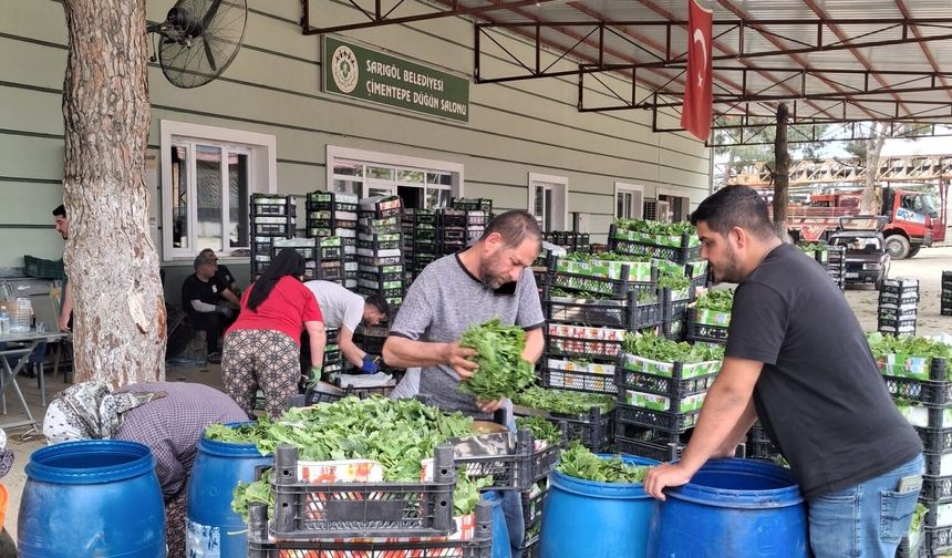 Manisa'da taze yapraklar kilosu 100 TL'den alıcısını bekliyor
